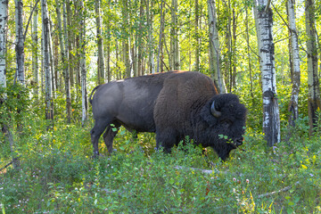 side profile of a bison standing in long greenery in front of birch trees illuminated by sunlight on warm summer day