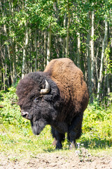 Canadian bison in Elk Island National Park standing in front of green foliage and trees with head slightly to the side showing horn