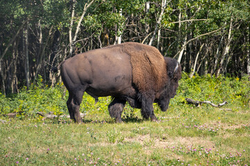 side profile of a bison walking away into the green tree line