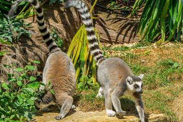 Lemurs moment in the Cotswold Wildlife Park