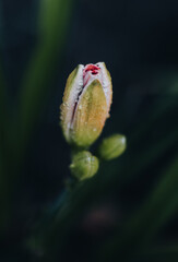 Macro Shot of Dewy Lily Flower Bud About to Bloom