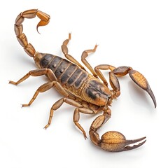 Realistic Scorpion Isolated on White Background &ndash; High-Resolution Studio Image