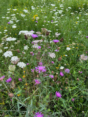 Bee friendly Field Meadow Flowers wild carrot and knapweed and green grass close up