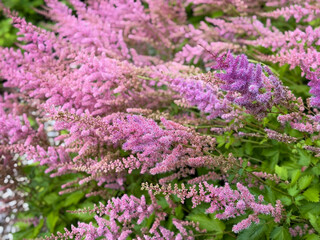 Fototapeta premium Beautiful blooming vibrant pink purple Chinese astilbe decorative garden flowers close up, floral wallpaper background with pink purple Astible flowers
