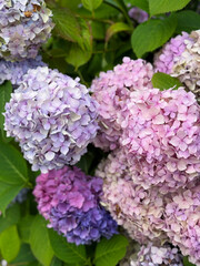 Fototapeta premium Beautiful blooming soft pink purple Hydrangea flowers in botanical garden park in spring summer time close up