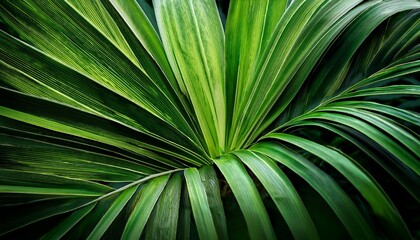 a green plant with long green leaves