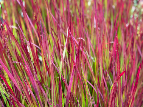 Beautiful decorative vibrant pink red and green ornamental grass Imperata cylindrica close up