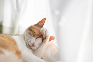 毛づくろいをする猫　茶トラ白	