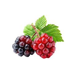 Two fresh blackberries, one dark, one red, on stem with leaves