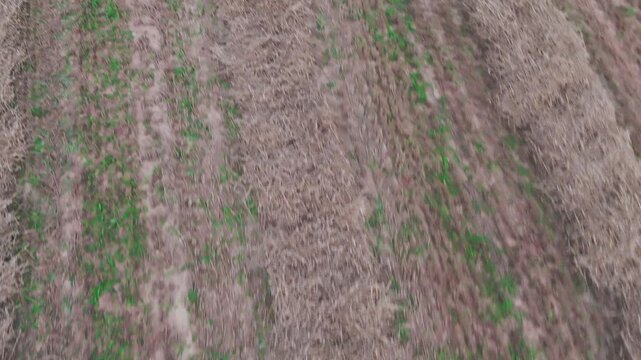 Dynamic aerial view of agricultural farmland with parallel crop rows