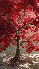 Autumnal red tree outdoors