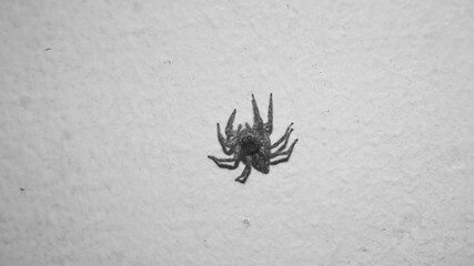 A photograph of a Plexippus paykulli spider in black and white. 