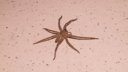 A photograph of a Huntsman spider. 