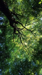Fototapeta premium Forest canopy overhead view