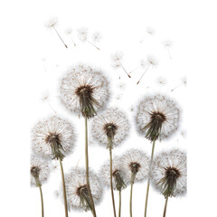 Obraz premium White dandelions in flight