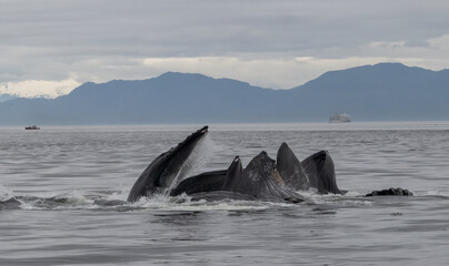 Fototapeta premium Bubble Net Feeding, Humpback Whales, Frederick Sound, Alaska