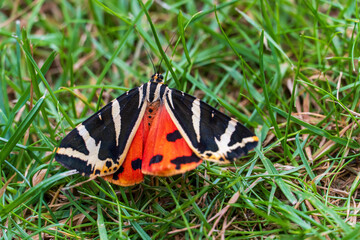 Schmetterling Russischer Bär