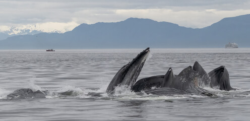 Bubble Net Feeding, Humpback Whales, Frederick Sound, Alaska