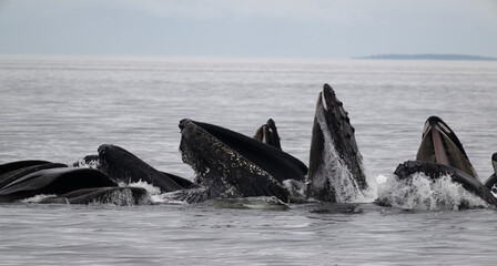 Fototapeta premium Bubble Net Feeding, Humpback Whales, Frederick Sound, Alaska