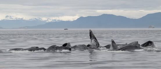 Fototapeta premium Bubble Net Feeding, Humpback Whales, Frederick Sound, Alaska