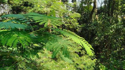 tropical tree in the city forest of indonesia