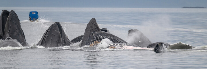 Humpback Whales Bubble Net Feeding, Alaska