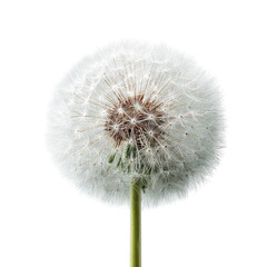 Fototapeta premium Close-up of a dandelion seed head (31)