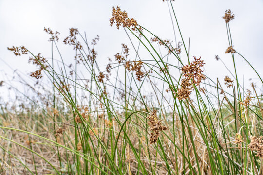 Schoeneoplectus californicus is a species of sedge, California bulrush, southern bulrush and giant bulrush. Laguna Del Rey, Monterey, California