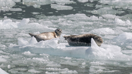 Obraz premium Harbor Seals on Ice, Dawes Glacier