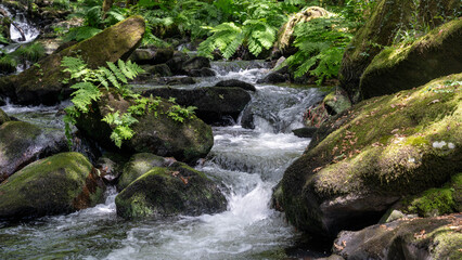 A stream of clear water flows through a dense, lush forest. The shore is covered with mossy rocks and leafy ferns, while the leafy green trees form a canopy that filters the light from the south.