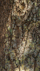 A close-up and detailed shot of the rough bark of a tree. The surface features deep cracks, intricate patterns, and a variety of brown, gray, and green hues, with moss or lichens
