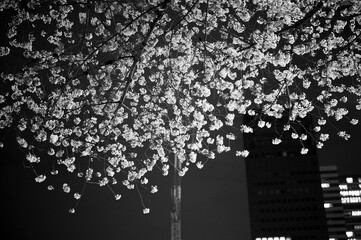 都会の夜桜　モノクロ写真