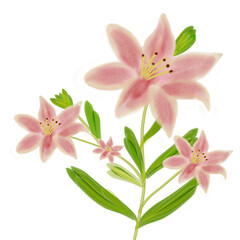 Fototapeta premium pink lily watercolour flower design 