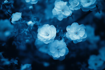 Obraz premium Close-up of blue-toned flowers in full bloom, conveying a sense of tranquility