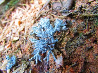 A large group of small fungi on an anthill in the forest