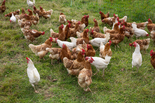 Gallinas ponedoras de huevos, criadas en libertad,  en una  granja comunitaria