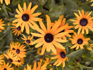 Beautiful flowers in a flower bed