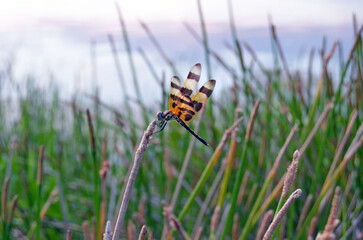 Dragonfly Landing in SW Florida