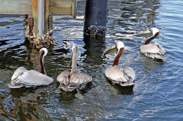 Pelicans at Pier
