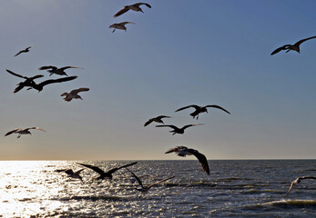 Birds in Flight in SW Florida