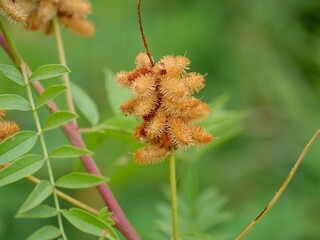 Wild Licorice Seed Pods (Glycyrrhiza lepidota) in Late Summer, Teller Farm Trail, Boulder, Colorado