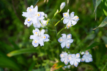 White Iris Japonica in Forest②