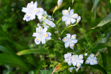White Iris Japonica in Forest①
