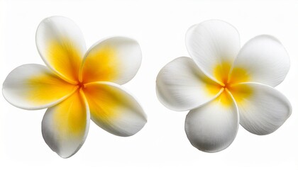 single white and yellow plumeria flower with five petals top view isolated on white background