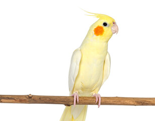 Yellow cockatiel perched on a branch isolated on a transparent background.