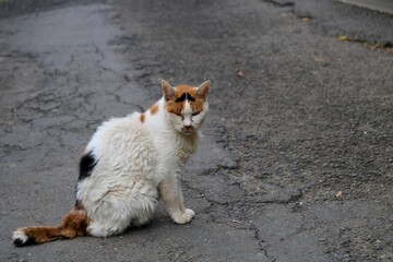 境内の猫　みけねこ