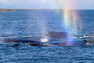 Humpback Whale Rainbow