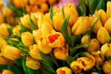 Close-up of vibrant yellow tulips