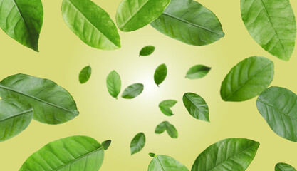 Citrus plant leaves in air against pale orange background