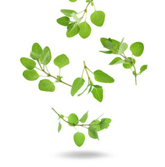 Fototapeta premium Fresh oregano plant branches falling against white background